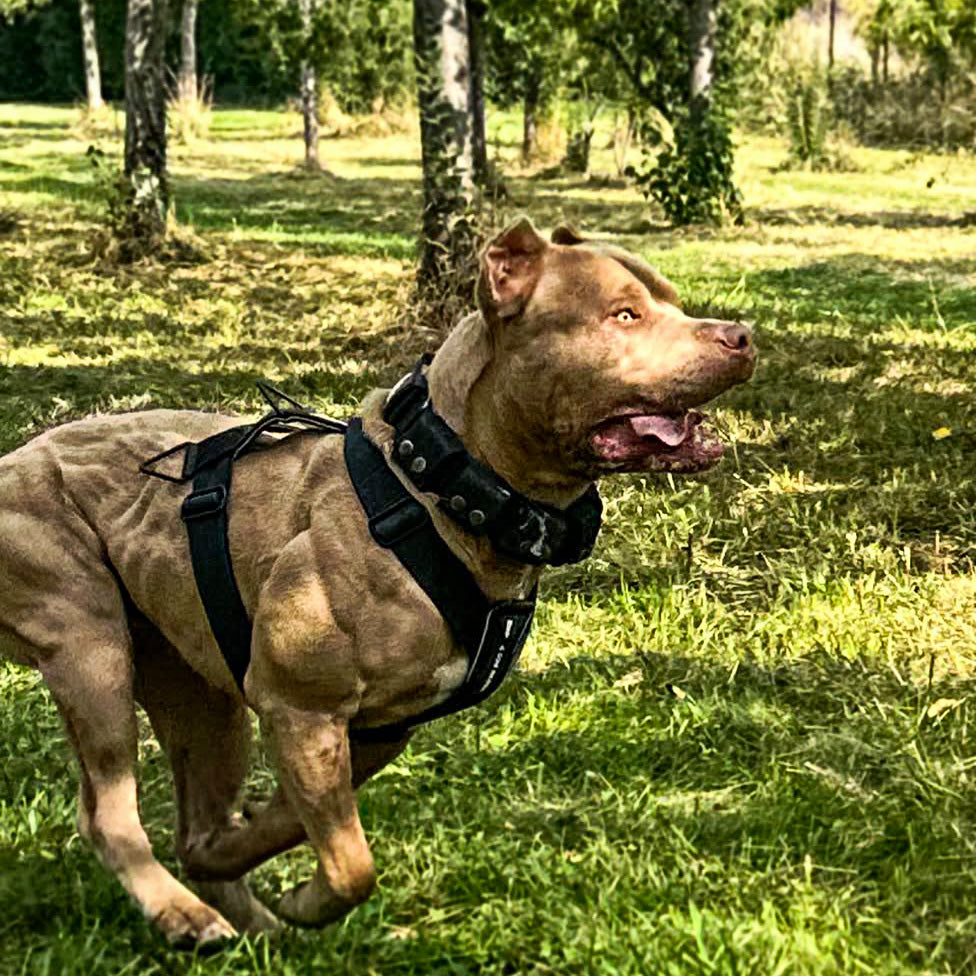 BESTIA DOG SPORT GripPro Basic Harness