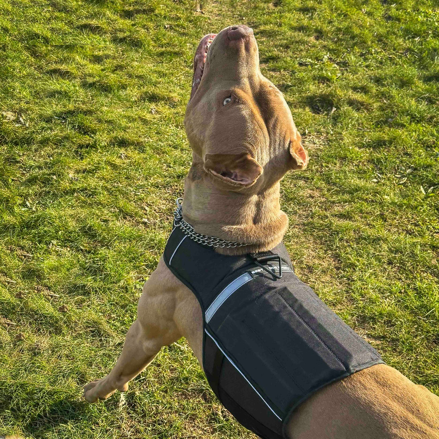 Bestia Dog Sport Weighted Harness